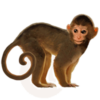 monkey_PNG18733